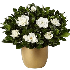 Vazoda Gardenia Bitkisi