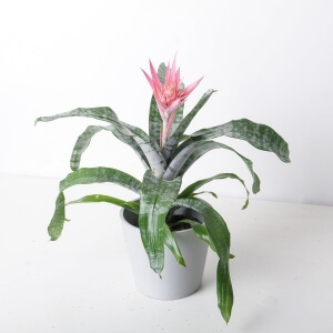 Aechmea - Kupa Bitkisi