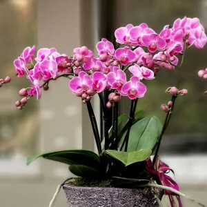 Pembe Mini Orkide