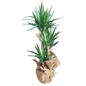 3 Köklü Yucca Bitkisi